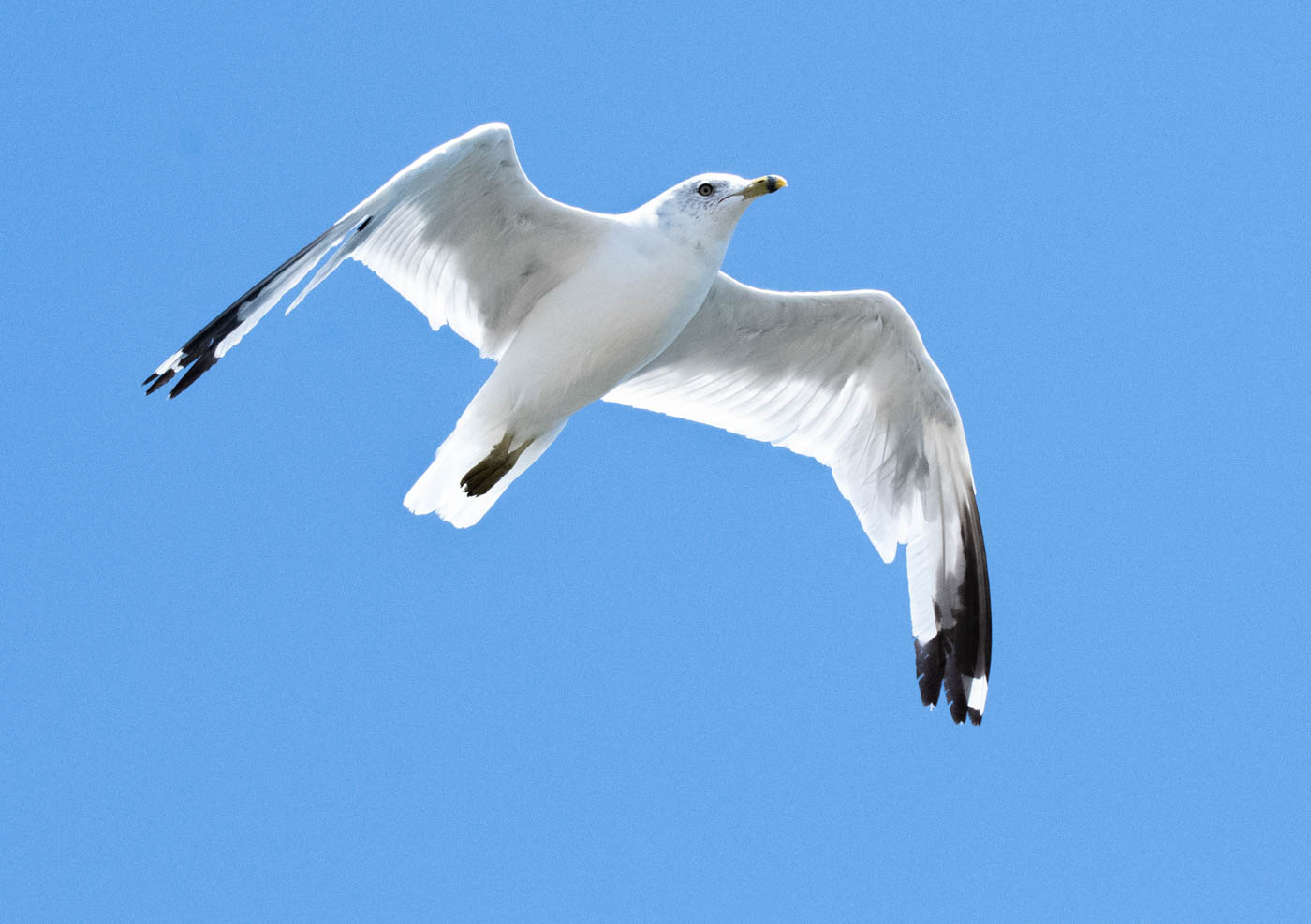 Nature In Class A By Mike Gill For SAILING THE DEEP BLUE SKY SEP-2022.jpg